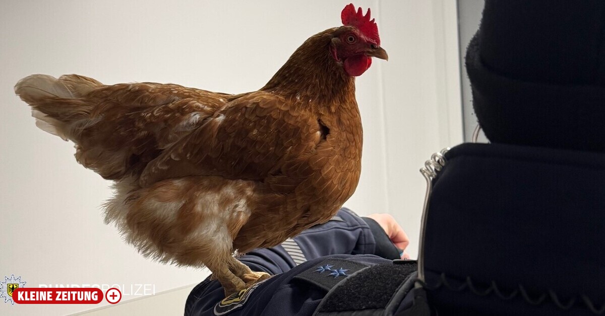 Wieso ein Huhn bei der Bundespolizei am Münchner Hauptbahnhof landete