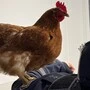 Huhn „Henrietta“ wurde auf der Wache der Bundespolizei am Münchner Hauptbahnhof umsorgt