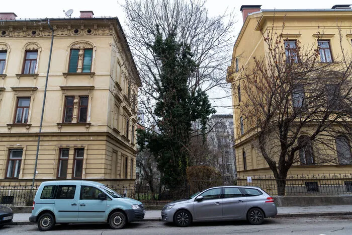 Derzeit steht in der Lücke noch ein alter Baum, auch jener im Vorgarten des Nachbarhauses ist auf den Plandarstellungen nicht mehr zu sehen.