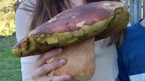 Steinpilz mit gigantischen Ausmaßen