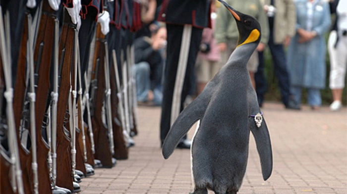 Nils Olav inspiziert die königliche Leibgarde, nachdem er 2008 zum Ritter geschlagen wurde