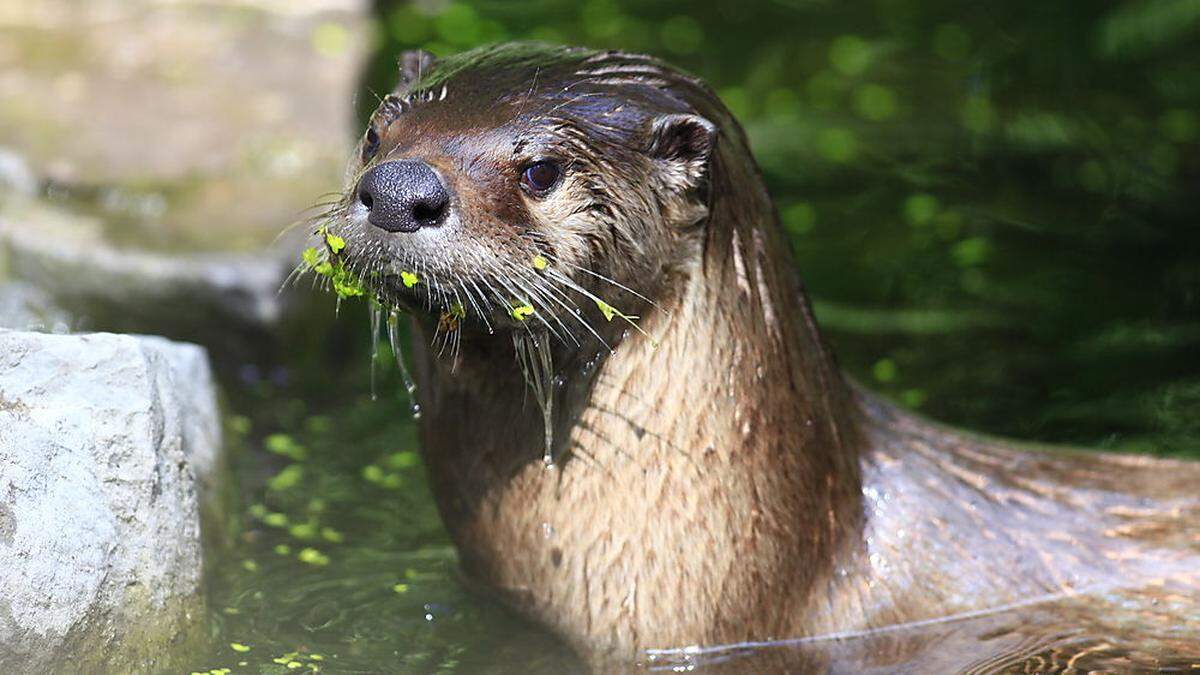 Habsburg-Lothringen schätzt den Fischotter-Bestand auf 800 Tiere