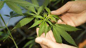 Bald in jedem deutschen Wohnzimmer: Bis zu drei Cannabis-Pflanzen sollen erlaubt sein. 