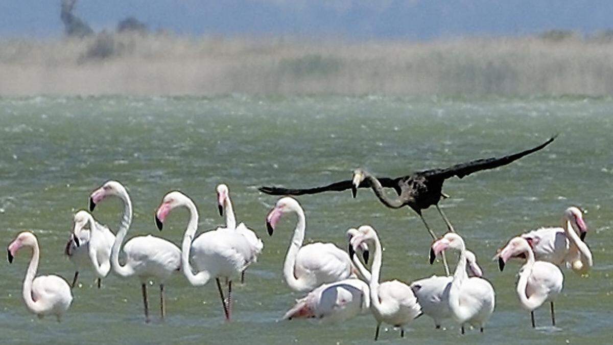 Gänzlich schwarzer Flamingo gesichtet 