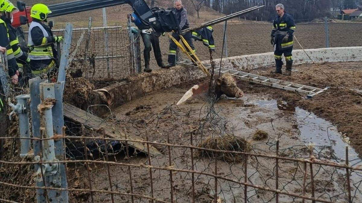 Mit vereinten Kräften gelang es den Feuerwehrleuten das Tier herauszuziehen