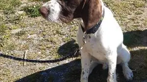 Der Pointer-Rüde Emil wurde am Montagabend erschossen 