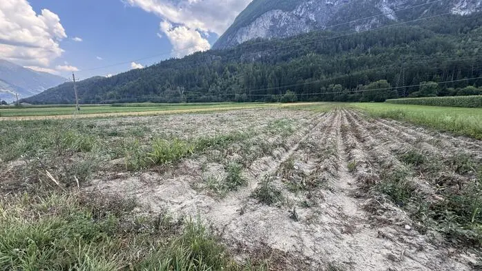 Ernteausfälle in Osttirol | In Tristach hat die Trockenheit den Erdäpfelfeldern zugesetzt
