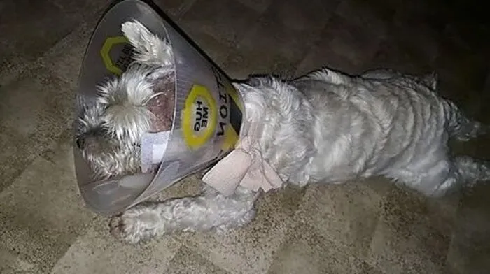 Hund "Rocky" überlebte den Angriff schwer verletzt 