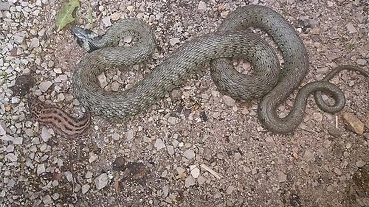 Schlange hatte in Wohnhaus vorbeigeschaut