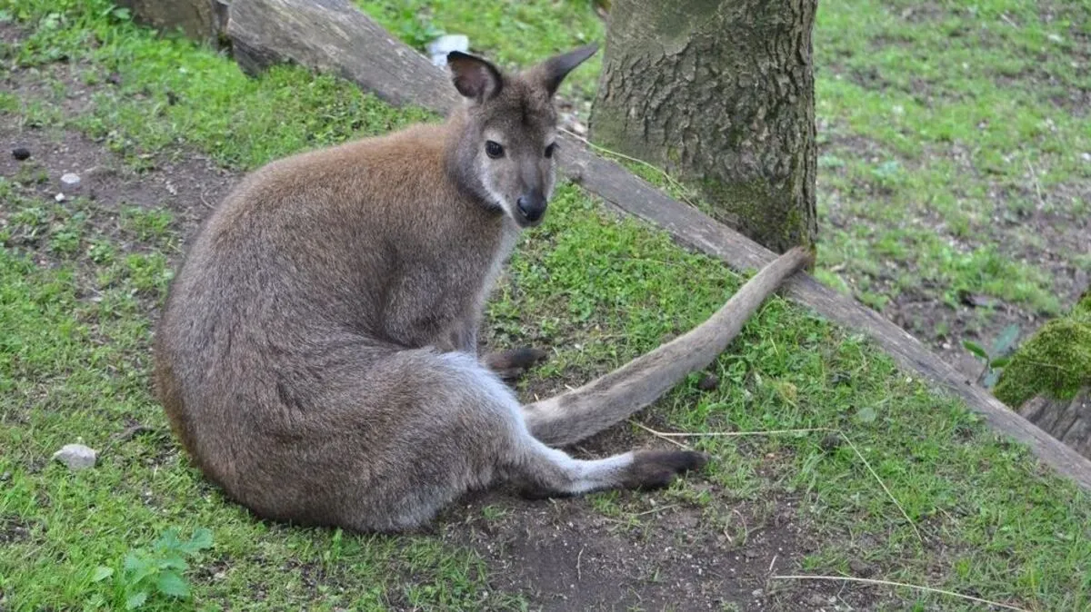 Känguru "Johann" ist wieder zu Hause