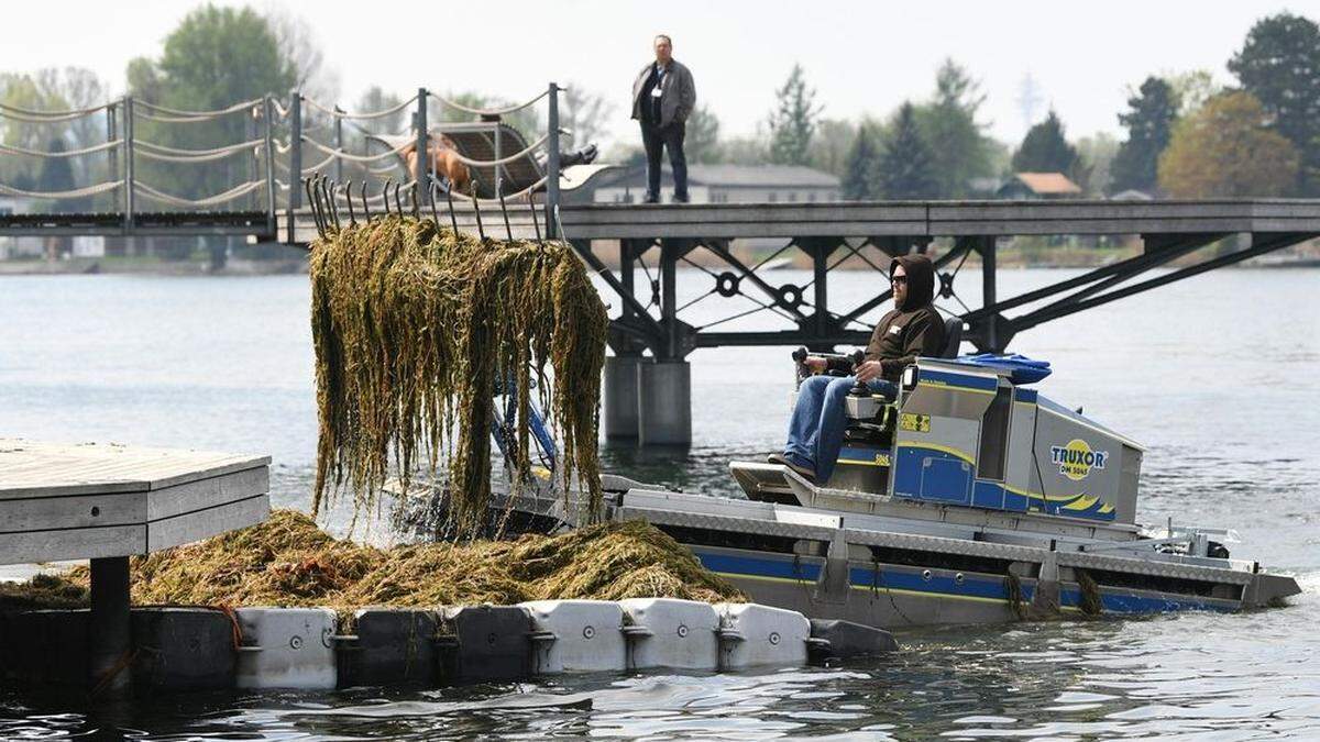 Mähboote auf Alter Donau in Wien wieder im Einsatz