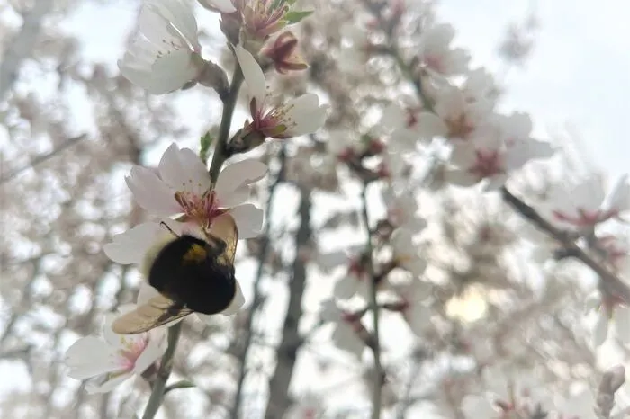 An den rosaroten, duftenden Blüten erfreuen sich Hummeln und Bienen