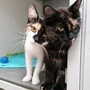 Luna und Lala  würden sich über ein neues Zuhause sehr freuen - wie viele weitere Tiere in den steirischen Tierheimen