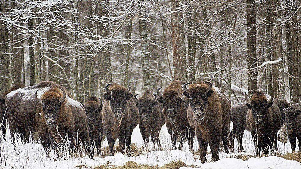 Wo die wilden Bisons wohnen: Im Natuirschutzgebiet Bialowieza 