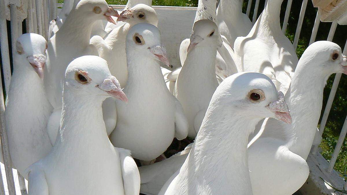 Die weißen Hochzeitstauben werden oft als Überraschung für das Brautpaar in die Lüfte entlassen