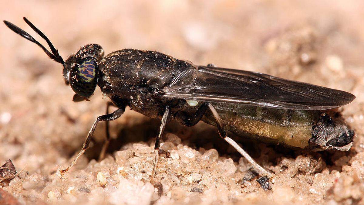 Aus der Schwarze Soldatenfliege wird Insektenmehl hergestellt