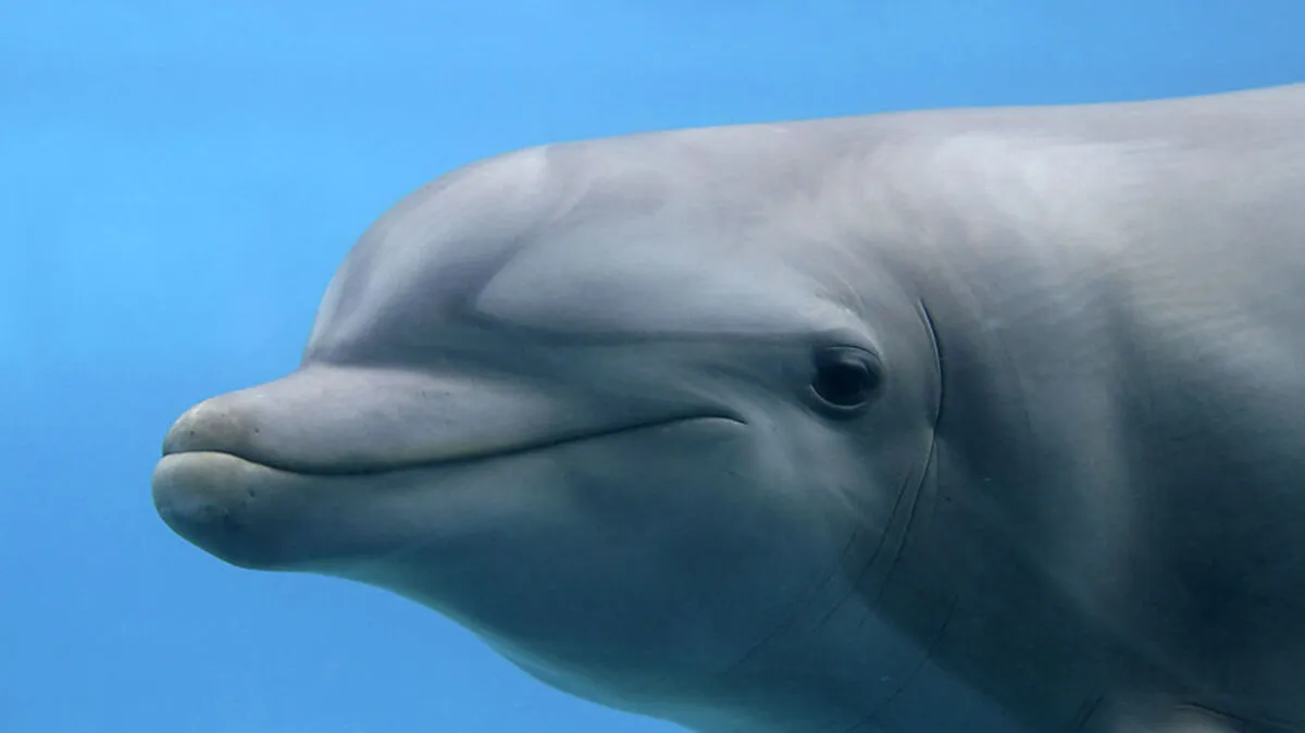 Delfin wurde aufdringlich
