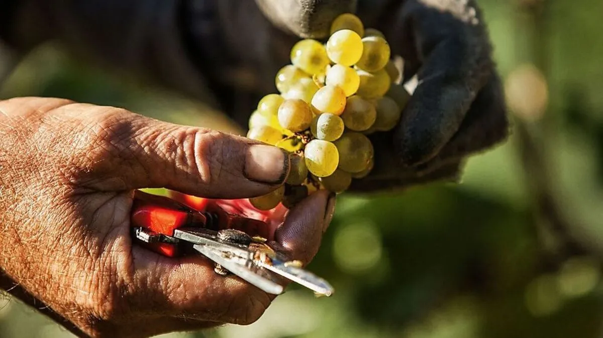 Weinlese per Hand: Schon 1140 wurde der Grazer Weinbau erstmals urkundlich erwähnt. Vor sechs Jahren setzte Hannes Sabathi diese Geschichte am Kehlberg fort 