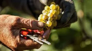 Weinlese per Hand: Schon 1140 wurde der Grazer Weinbau erstmals urkundlich erwähnt. Vor sechs Jahren setzte Hannes Sabathi diese Geschichte am Kehlberg fort 