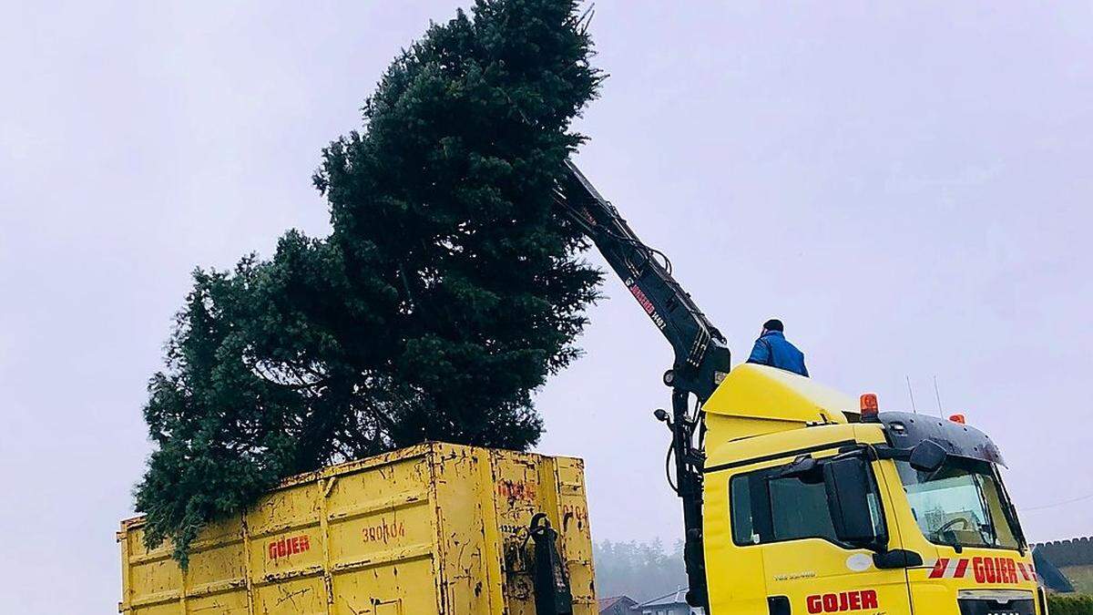 Die Firma Gojer spendet zwei Euro pro abgegebenem Christbaum für karitative Zwecke