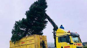 Die Firma Gojer spendet zwei Euro pro abgegebenem Christbaum für karitative Zwecke