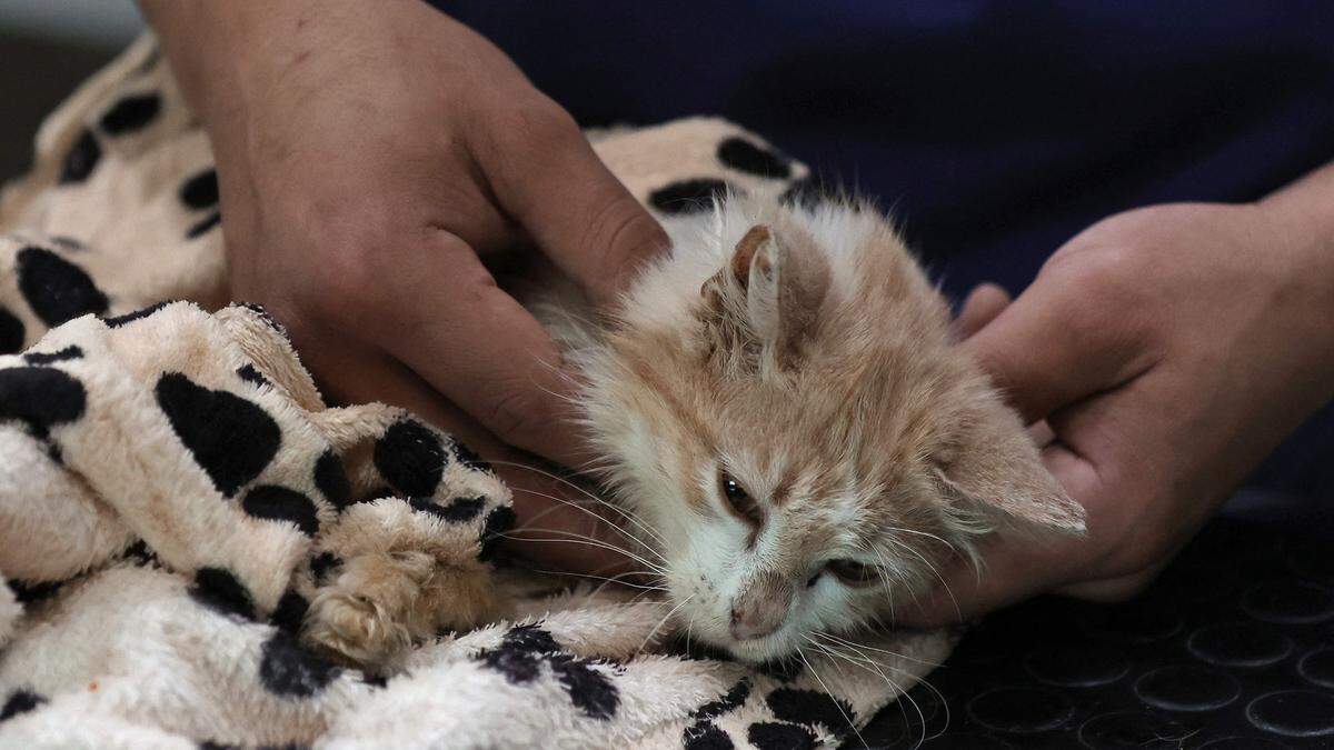 Auf Zypern werden jetzt Tausende Katzen behandelt