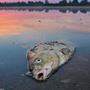Im Zusammenhang mit dem Fischsterben in der Oder spricht Polens Regierung von Falschmeldungen aus Deutschland