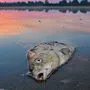 Im Zusammenhang mit dem Fischsterben in der Oder spricht Polens Regierung von Falschmeldungen aus Deutschland