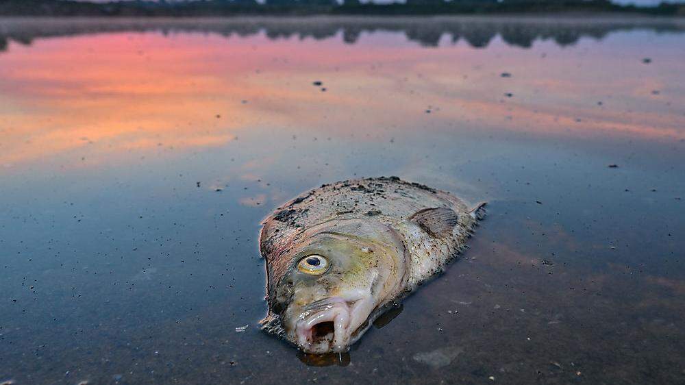 Im Zusammenhang mit dem Fischsterben in der Oder spricht Polens Regierung von Falschmeldungen aus Deutschland