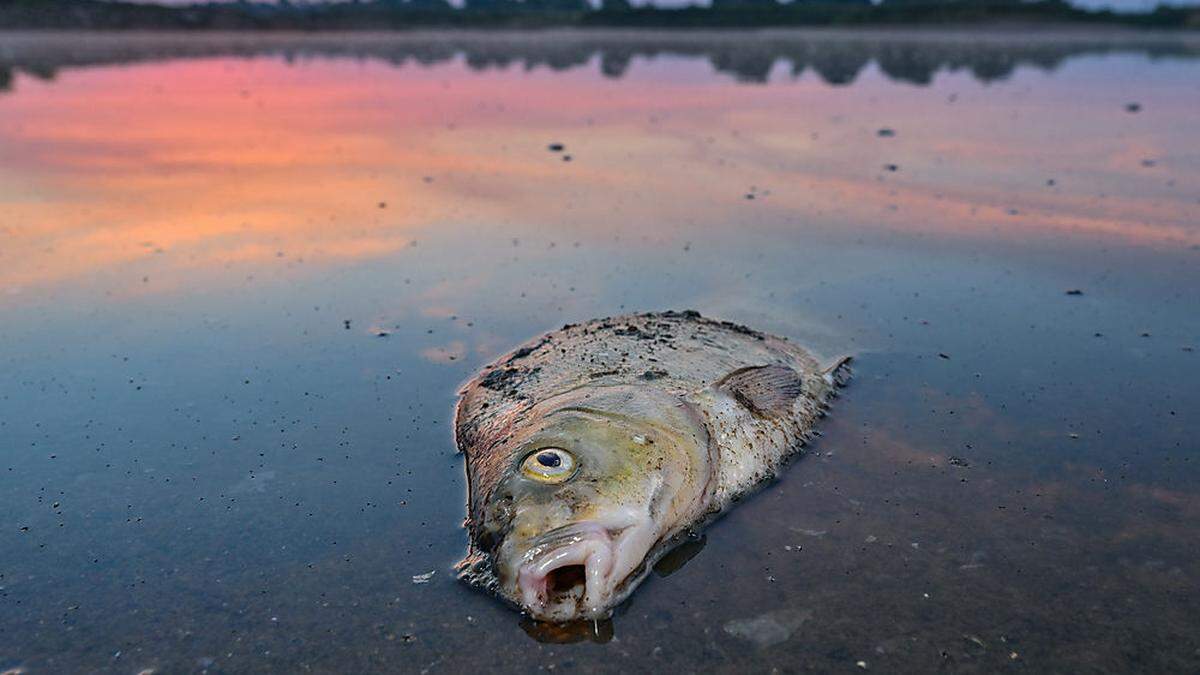 Im Zusammenhang mit dem Fischsterben in der Oder spricht Polens Regierung von Falschmeldungen aus Deutschland