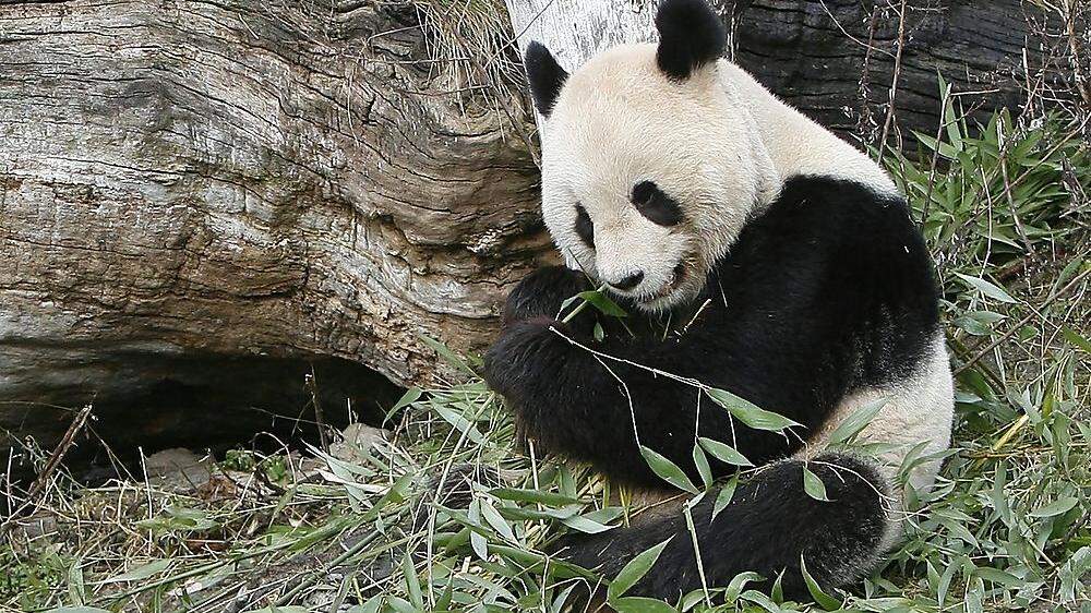 Panda Long Hui war seit Mitte November krank