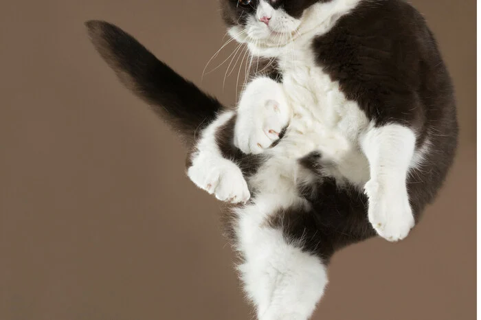 Bühne frei für Amadeus, Britisch Kurzhaar. So brachte Christe die Katzen zum "Fliegen": "Das war ganz unterschiedlich, je nach Charakter der Katze. Einige, besonders die jungen und verspielten Katzen, sind gern einem Spielzeug hinterher gesprungen. Andere wiederum, besondersdie, die „kameraerfahren“ sind, wurden auf dem Arm gehalten und aus ca. Hüfthöhe auf eine weiche Matte fallen gelassen."