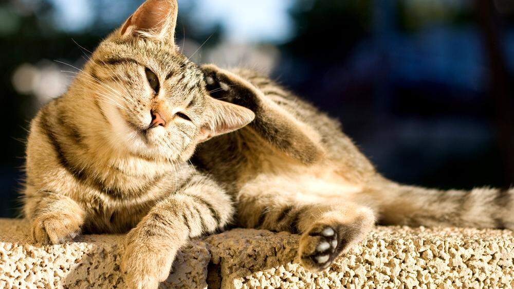 Wenn die Katze sich ständig an den Ohren kratzt, gibt's nur eins: ab zum Tierarzt