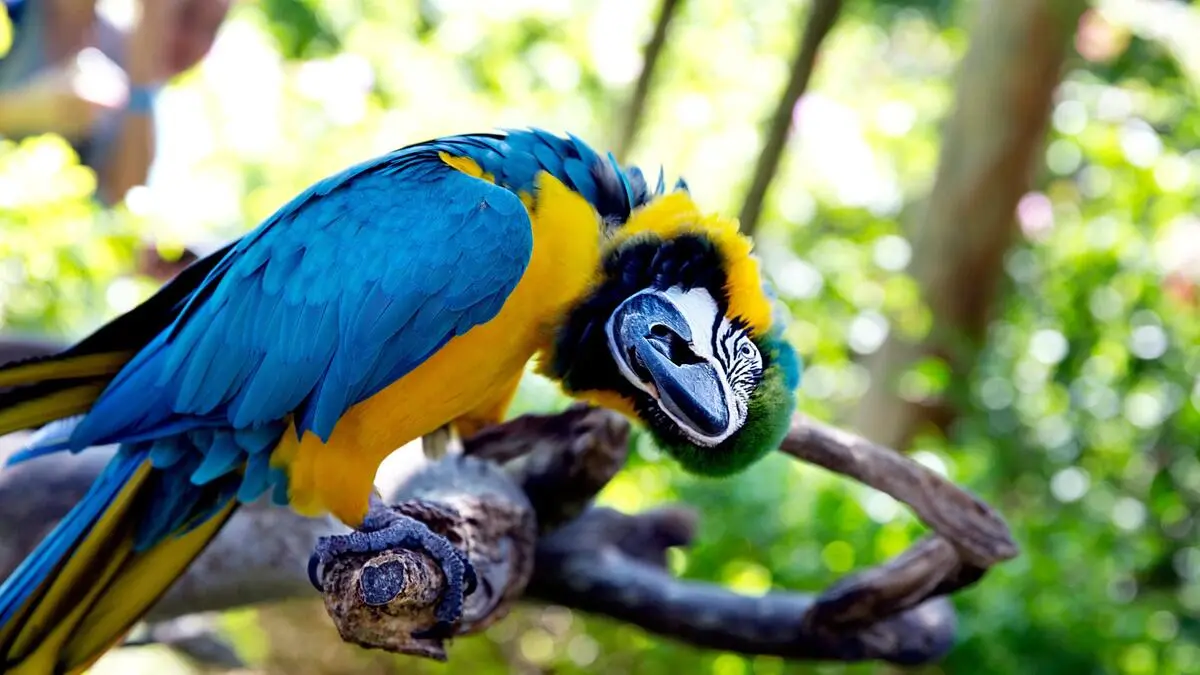 Besitzer von Papageien müssen künftig einen Kurs absolvieren