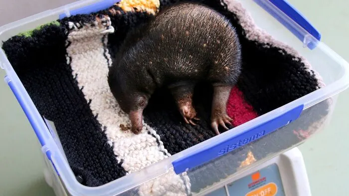 Der Zoo von Sydney hat knuddeligen Zuwachs bekommen: Gleich drei putzige Echnida-Babys stellte der Tierpark am Donnerstag der Öffentlichkeit vor.