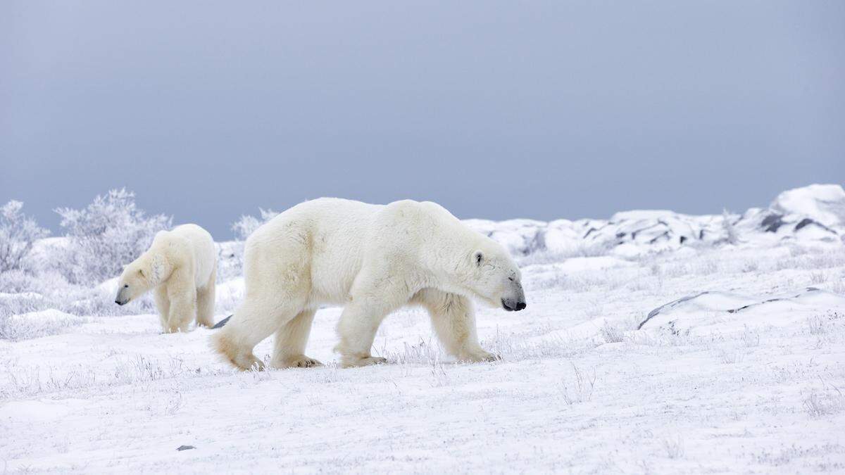 Der Arbeiter wurde von zwei Eisbären attackiert