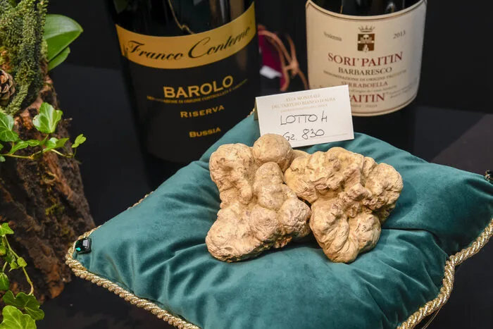 Die weiße Alba Trüffel ist die Königin aller Trüffelarten. Die lateinische Bezeichnung lautet Tuber magnatum pico. 