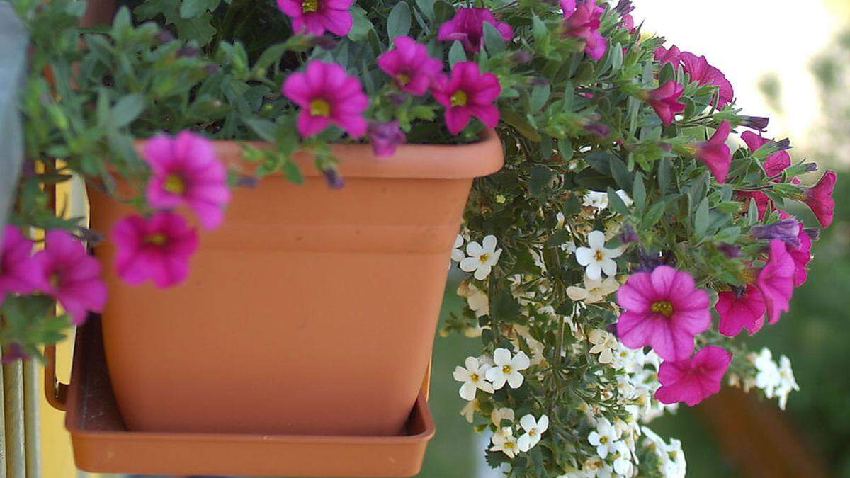 Eine mit trockenem Torf gefüllte Blumenkiste begann durch eine Zigarette zu brennen