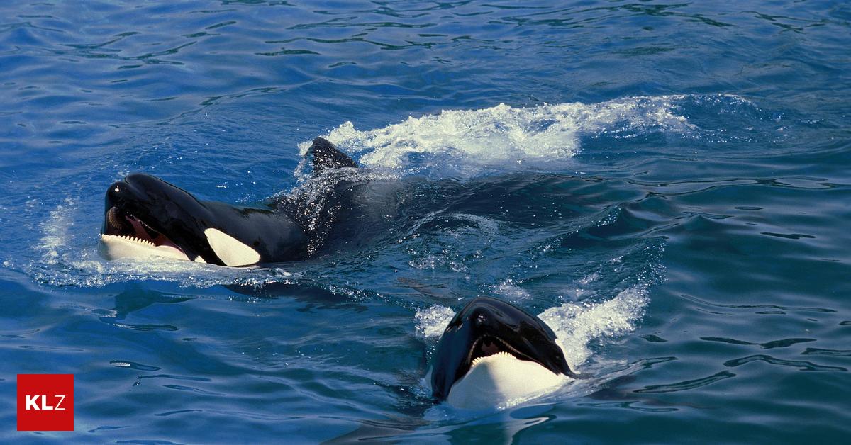 Orca Rätsel Forscher Haben Neue Theorie Zu Wal Signalen Nach Angriffen - wylnuti