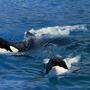 <em>Orcas</em> (Schwertwale) sind hochintelligent und gelten als sehr anpassungsfähig und kommunikativ