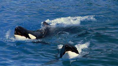 <em>Orcas</em> (Schwertwale) sind hochintelligent und gelten als sehr anpassungsfähig und kommunikativ