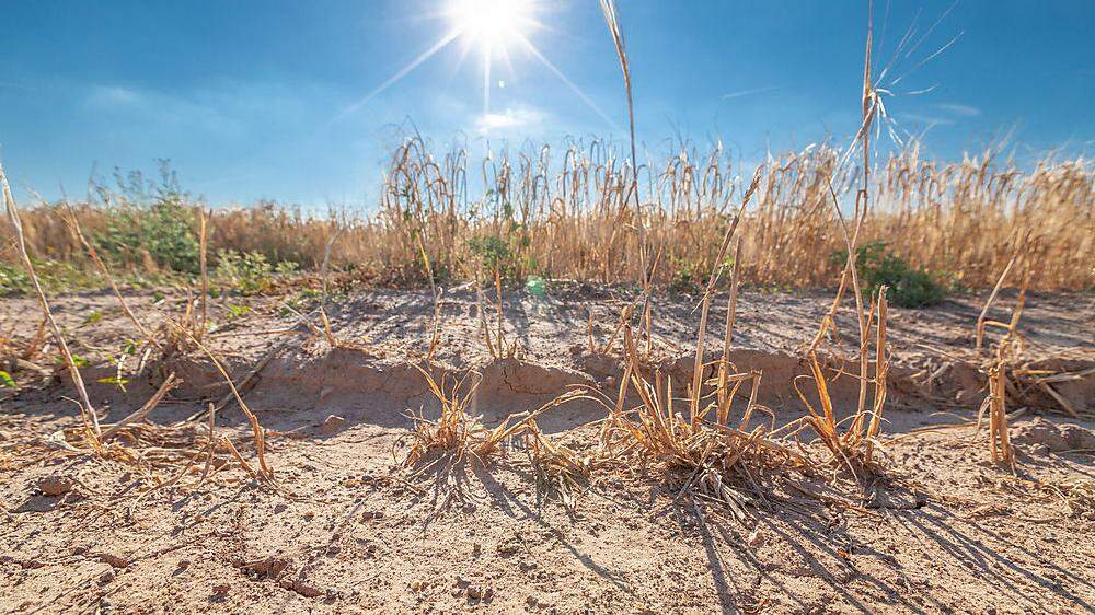 Die Trockenheit macht den heimischen Landwirten derzeit extrem zu schaffen