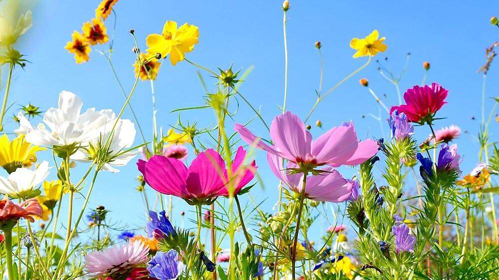 Wie riecht der Sommer: Nach Blumen, Obst und nicht selten auch nach Biomüll