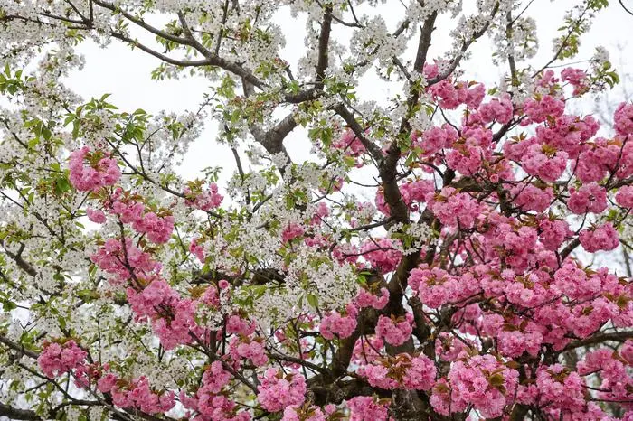 zweifärbig blühender  Baum der in der Wurzelgasse in Klagenfurt 