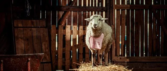 Der ORF zeigt die Miniserie „Sheep“