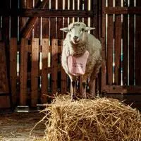 Der ORF zeigt die Miniserie „Sheep“