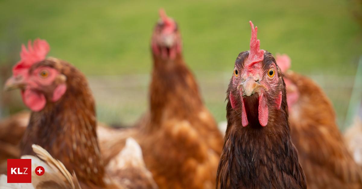 Vogelgrippe-H5N1-Was-soll-ich-tun-wenn-ich-einen-toten-Vogel-finde-