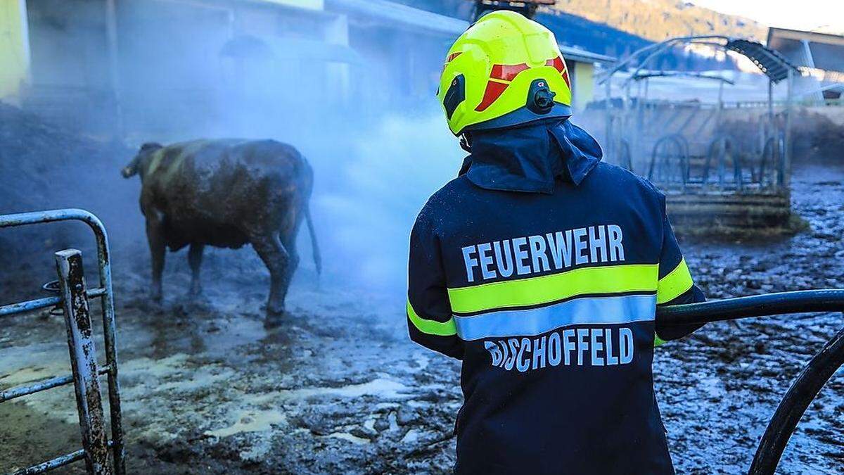 Nachdem die Kuh aus der Güllegrube gezogen wurde, wurde sie noch mit Wasser gereinigt