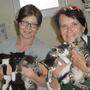 Unglaublich süße Kätzchen und brave Hunde warten im Adamhof dringend auf verantwortungsvolle Besitzer 