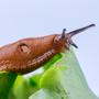 Die rote Wegschnecke vermehrt sich derzeit in Massen